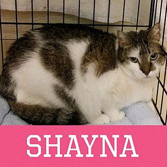 Shayna (20791383)