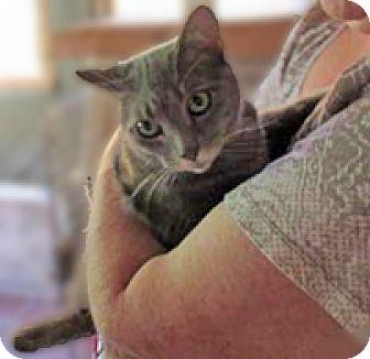 Sheba (16620974)