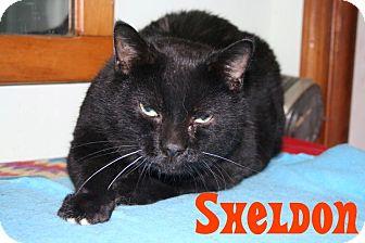 Sheldon (10750810)