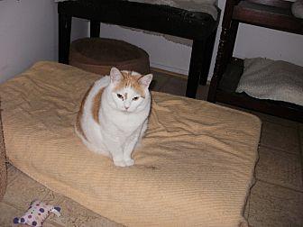 Sherbert (11633392)