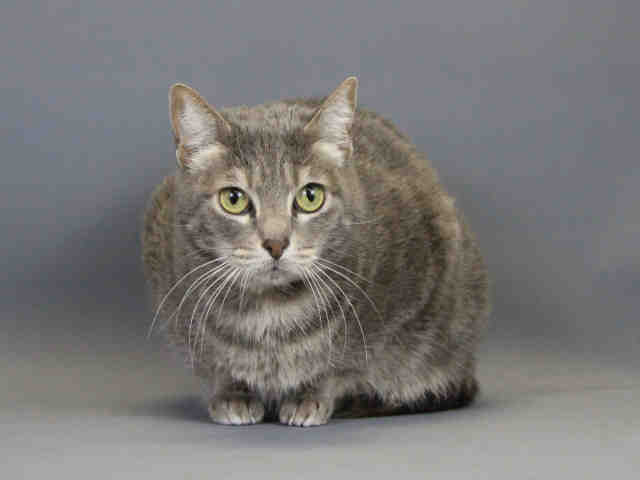 SHIRLEY (A103692)