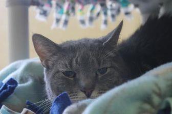 Silvie (21449724)