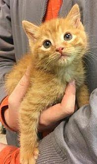 Simba 04-406 (19062363)