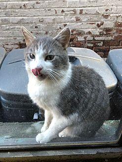 Simon (21268645)