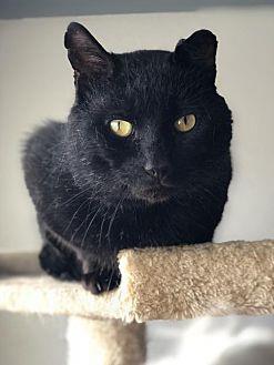 Sirius (21313826)