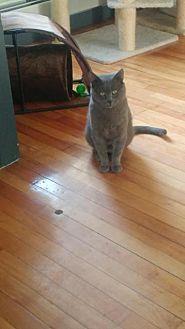 Smokey (20906700)