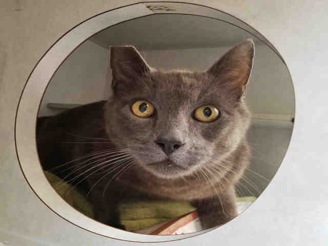 SMOKEY (A223999)