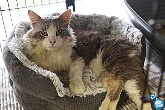 Smokie (21134646)