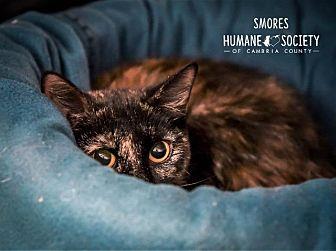 Smores (20462733)