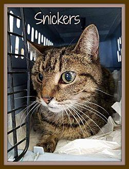 Snickers (21242242)