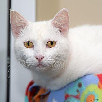 Snowball (21279531)