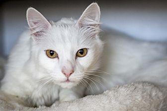 Snowball (21558611)