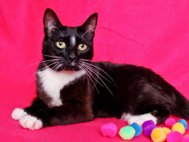 STAR* (A246838)