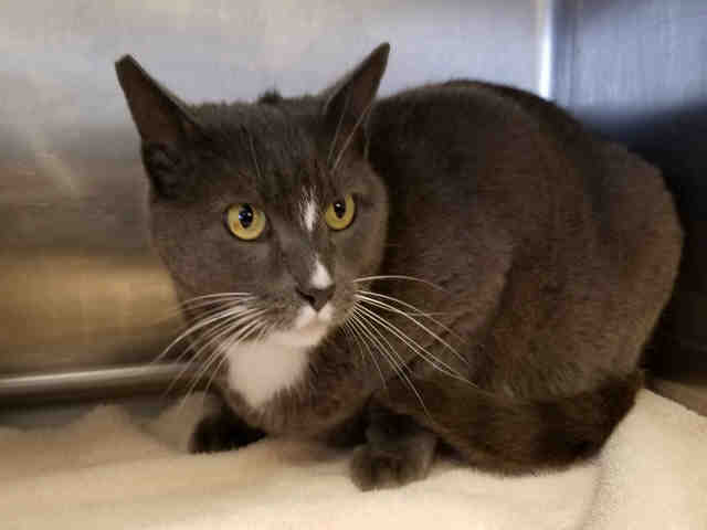 STEVIE (A150357)