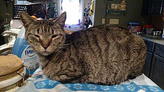 Stubbs (15409802)