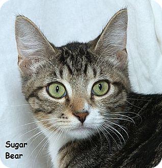 Sugar Bear B (16723405)