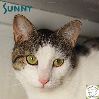 Sunny (17216594)