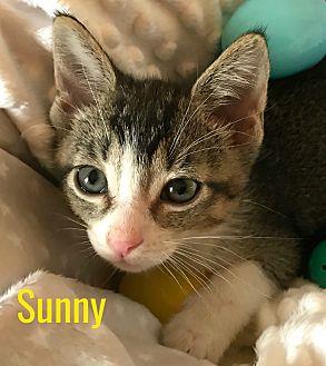 Sunny (21355670)