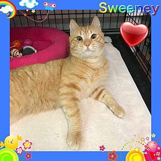 Sweeney (21326061)