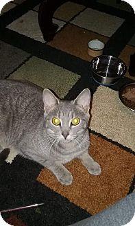 Sweet Potato (17224432)