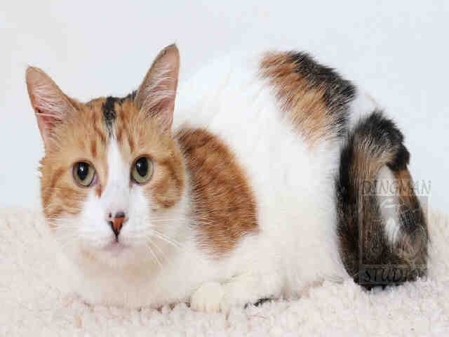 SWEETHEART (A047755)