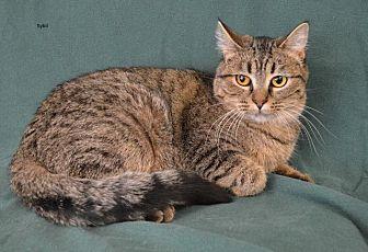 Sybil (20737863)