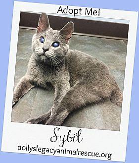 SYBIL *BLIND (20964899)