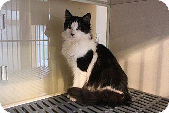Sylvester (12017727)