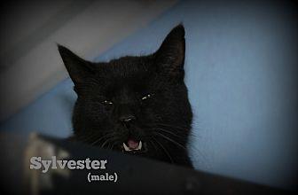 Sylvester (20207059)