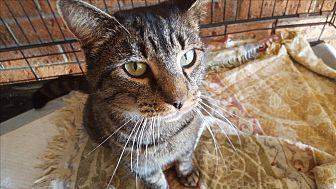 Sylvester (20538442)