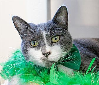 Sylvester (21506789)