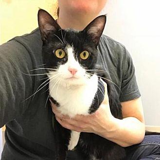Sylvester (21544165)