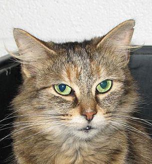 Taffy (DMH f (21147335)