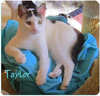 Taylor (16615020)