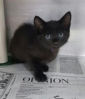T’Challa (21590045)