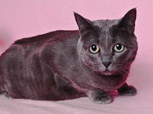 THELMA (A246546)