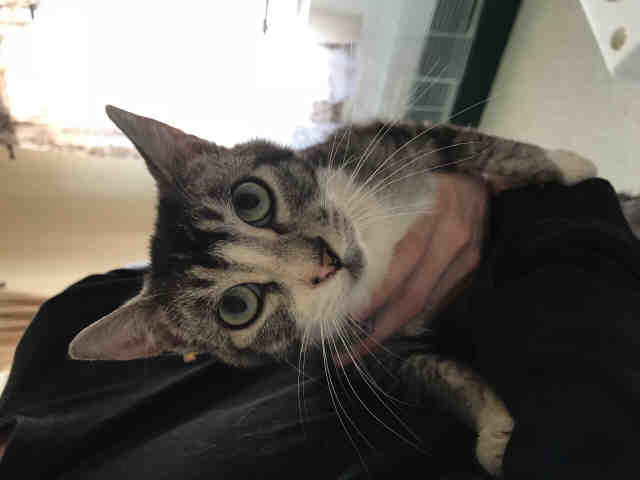 TIGER (A007639)