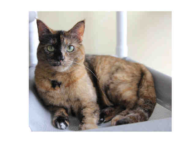 TIGER LILLY (A043291)