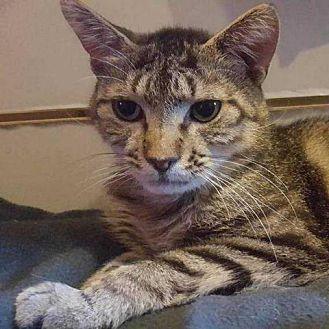 Tigger 2  Fi (21324696)