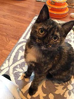 Tikka (21602717)