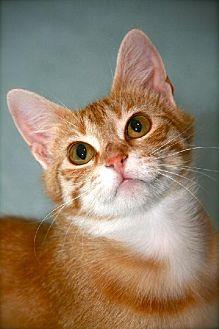 TIMMIE KAT (11668664)