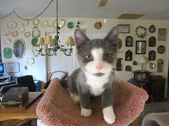 Tom Tom (20131564)