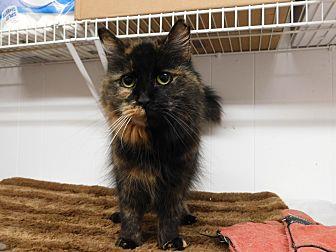 Tootsie (20832641)