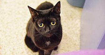 Topanga (21491740)