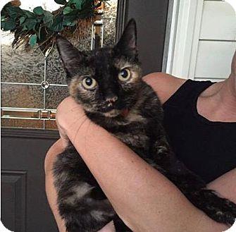 Tortie Kitty (16816568)