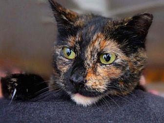 Tortie Torte (21424610)
