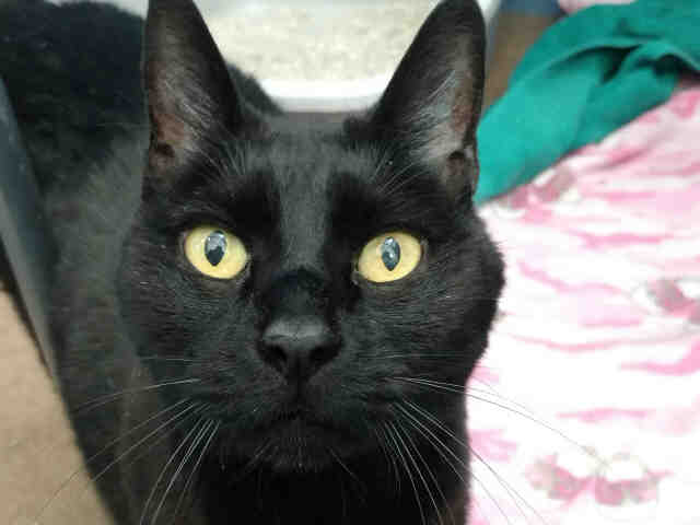 TRAVIS (A0904092)