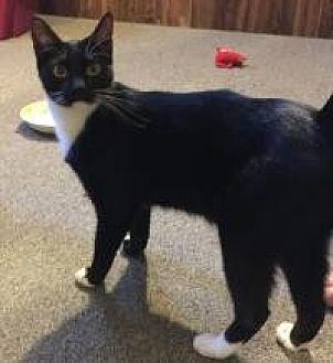 Tux (17321038)