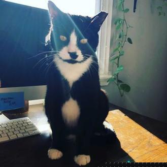 Tux (20927407)