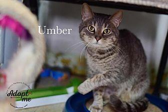 Umber (21431038)